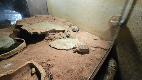 Wyjątkowa atrakcja dla nielicznych, czyli nocne zwiedzanie Afrykarium - 11