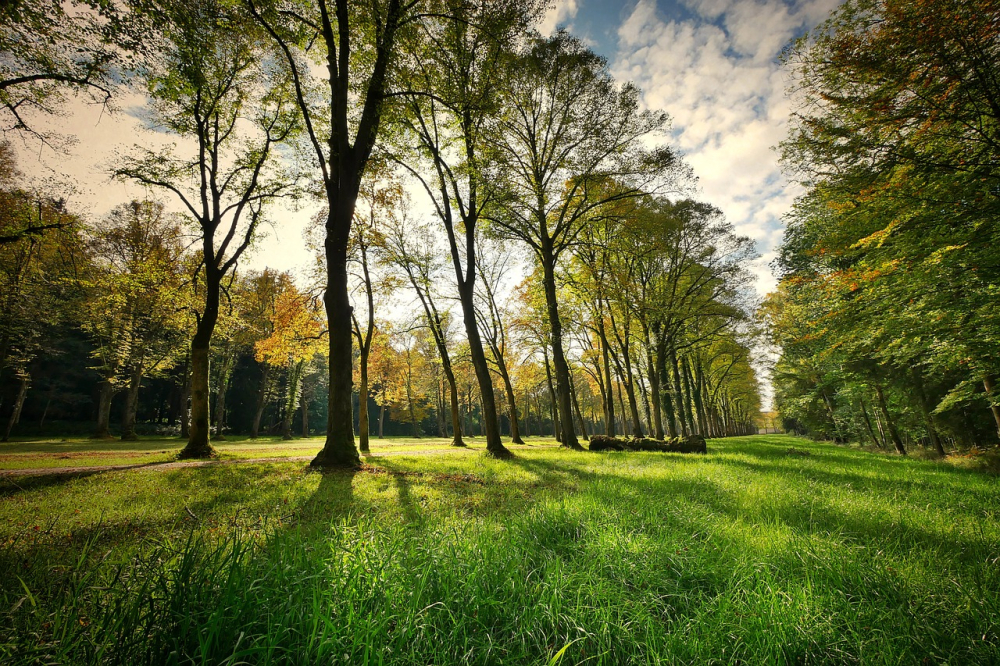 Po 4-letniej przerwie w Dzierżoniowie powraca budżet obywatelski - Więcej zieleni w dzierżoniowie, fot. zdjęcie poglądowe/pixabay