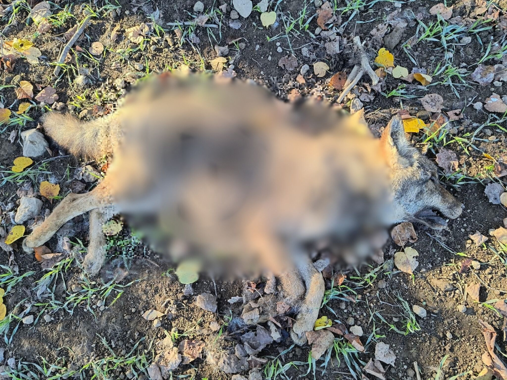 Dolny Śląsk: Martwy wilk znaleziony w pobliżu ambony. Sprawę bada policja - fot: FB Bartosz Jankowski