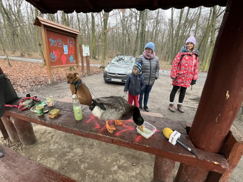 Gęś, kaczka i kundelek. Pan Dariusz podróżuje w nietypowym towarzystwie - 0