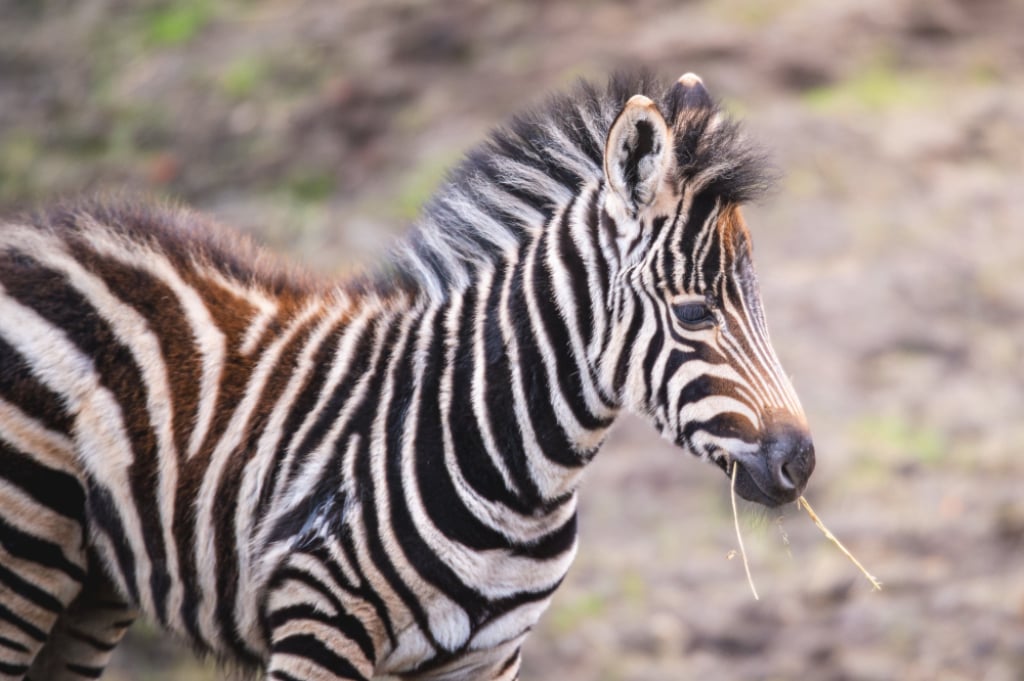Grudniowe baby boom we wrocławskim zoo. Zobacz małe surykatki i zebrę – Dwie surykatki i zebra to nowi, mali mieszkańcy wrocławskiego zoo. Fot. ZOO Wrocław
