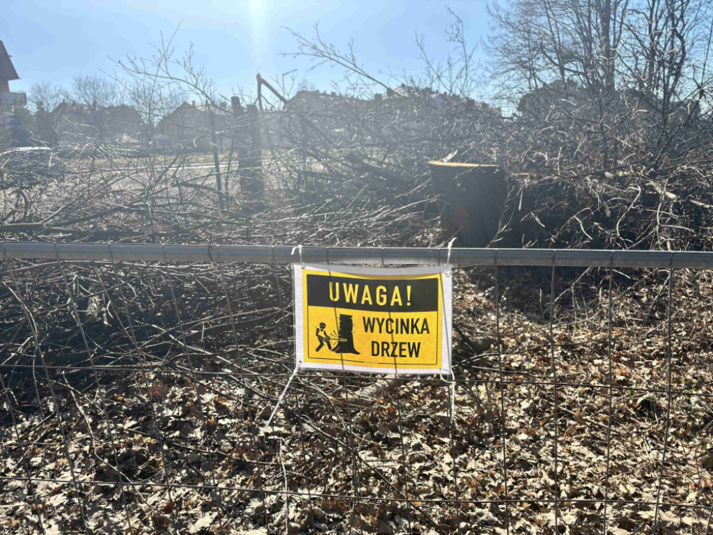 Wycinają drzewa pod budowę Wschodniej Obwodnicy Wrocławia. Co na to mieszkańcy? – Wycinka drzew w Wysokiej. Fot. Joanna Jaros
