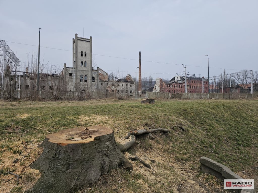 W Wałbrzychu wycięto drzewa, a wśród nich niezwykle rzadki jesion. "Powinien być oczkiem w głowie" – Cenny okaz i inne drzewa wycięto w Wałbrzychu. Fot. Bartosz Szarafin