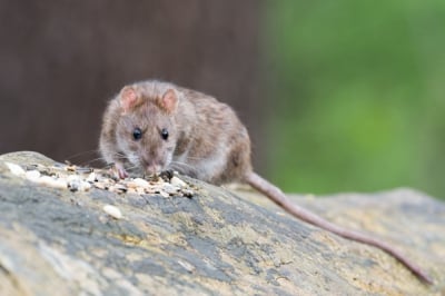 Mimo intensywnej deratyzacji, szczur&oacute;w we Wrocławiu jest więcej. Wykorzystują jedzenie wyrzucane przez ludzi