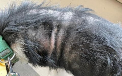 Niemal zagłodził psa, otrzymał wyrok w zawieszeniu. Za rok... może mieć kolejne zwierzę - 3