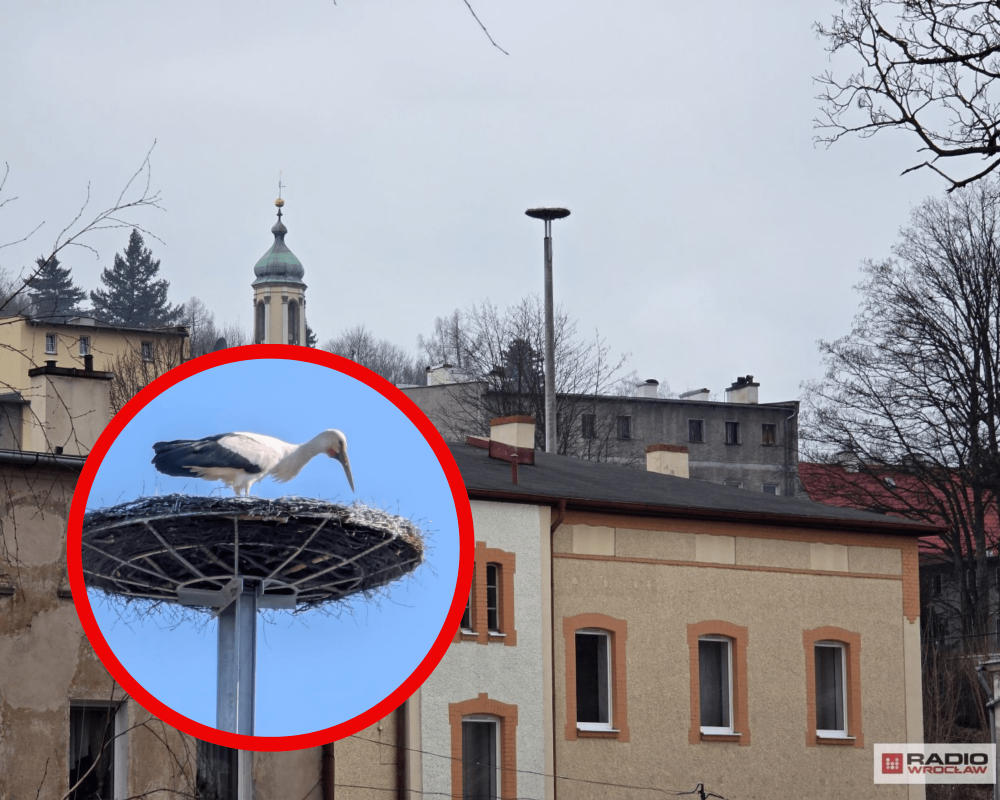 Bocian wrócił do Mieroszowa! Nowe gniazdo za blisko 100 tysięcy zaakceptowane przez ptaka – Nowy dom dla bociana – kosztowna przeprowadzka zakończona sukcesem fot. Bartosz Szarafn