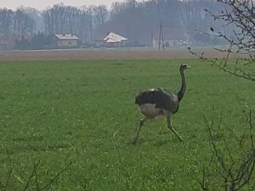 Nietypowy pościg na Dolnym Śląsku. Policjanci z Oławy gonili... strusia [WIDEO] - Policjanci z Oławy gonili... strusia. Fot. dolnoslaska.policja.gov.pl