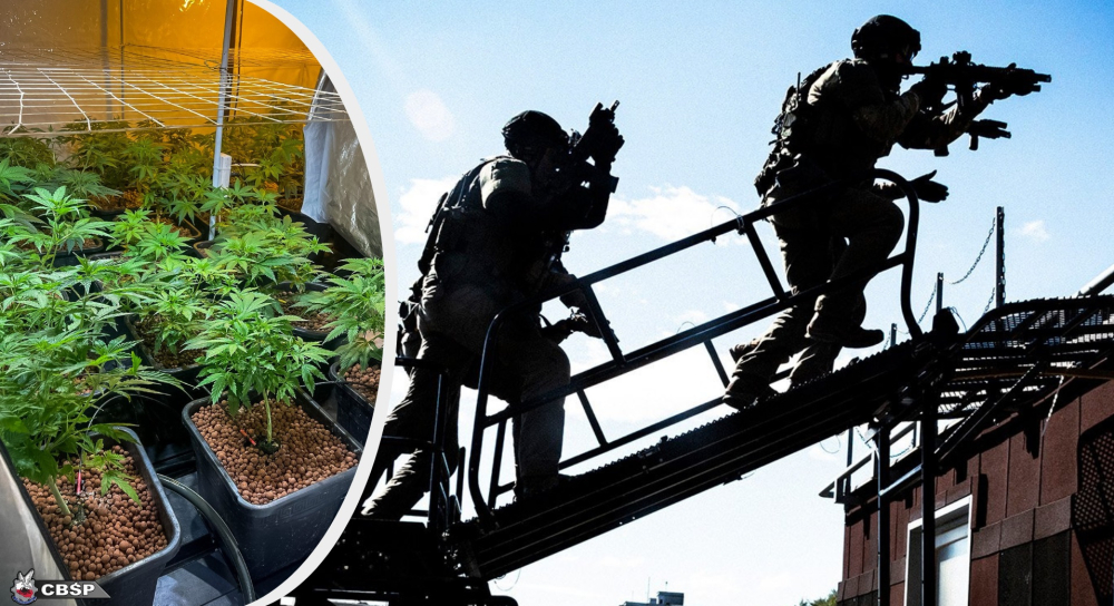 300 krzewów konopi i profesjonalna plantacja. Uderzenie CBŚP w grupy przestępcze w Lubinie, Legnicy oraz Przemyślu - Policjanci CBŚP rozbili dwie zorganizowane grupy przestępcze, które zajmowały się produkcją marihuany. Fot. CBŚP/ilustracyjne