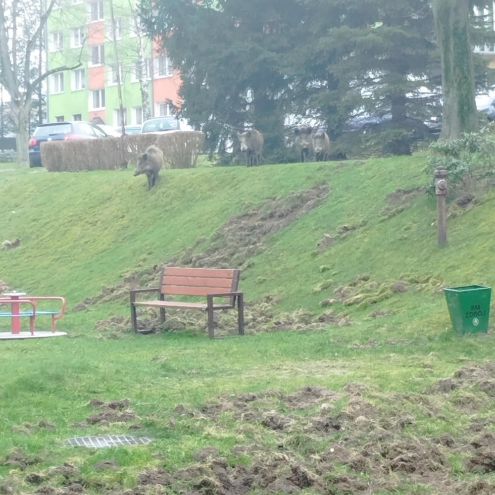 Problem z dzikami w Świeradowie-Zdroju. Zwierzęta opanowały miasto, ich obecność budzi obawy mieszkańców - Dziki w Świeradowie-Zdroju wdzierają się do ogrodów i wędrują ulicami miasta. Fot: zdjęcia nadesłane przez mieszkańców do Urzędu Miasta