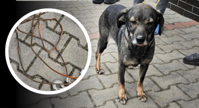 Pies przywiązany stalową linką do samochodu! Zwierzę szybko naprowadziło policjant&oacute;w na trop swojego "pana"