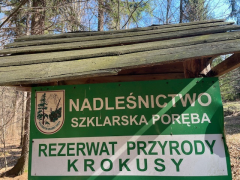 Tatry mają Dolinę Chochołowską, a Dolny Śląsk Górzyniec. Rezerwat przyrody „Krokusy” ocalony - 1