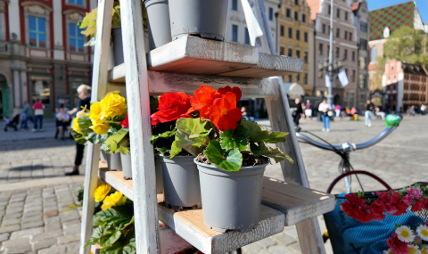 To jeden z najstarszych konkursów we Wrocławiu. Mieszkańcy ukwiecają miasto - 0