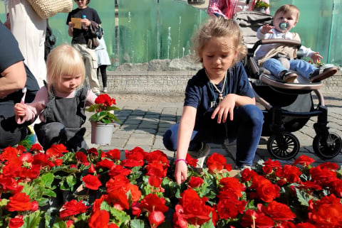 To jeden z najstarszych konkursów we Wrocławiu. Mieszkańcy ukwiecają miasto - 2
