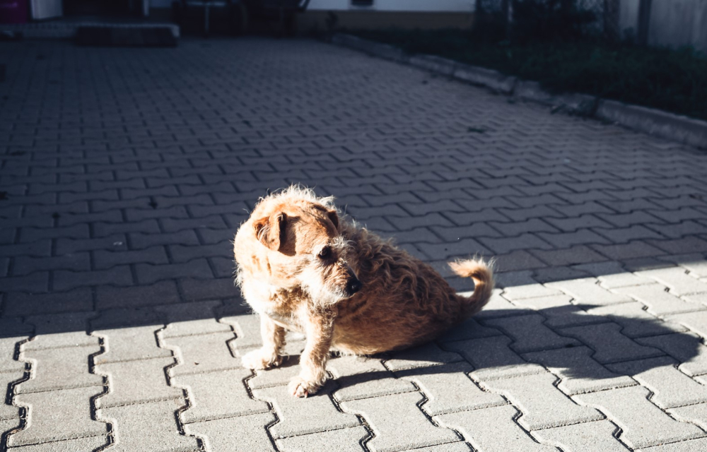 Wrocławskie schronisko dla zwierząt zaprasza na kiermasz charytatywny! Jak można pomóc bezdomnym zwierzakom? - Zwięrzęta znajdujące się pod opieką schroniska TOZ we Wrocławiu czekają na wsparcie i adopcję. Fot: Radio Wrocław