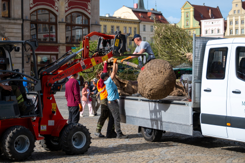 Drzewa wróciły na wrocławski rynek. W przyszłości ma być ich więcej [ZDJĘCIA] - 1