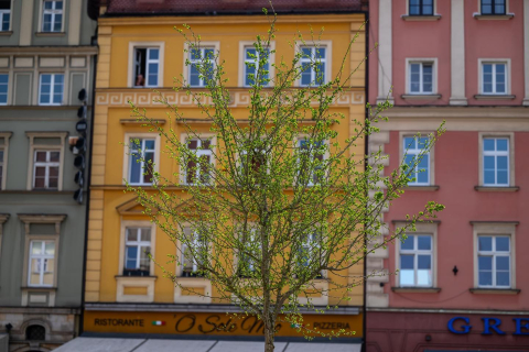 Drzewa wróciły na wrocławski rynek. W przyszłości ma być ich więcej [ZDJĘCIA] - 3