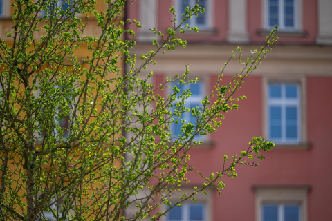 Drzewa wróciły na wrocławski rynek. W przyszłości ma być ich więcej [ZDJĘCIA] - 4