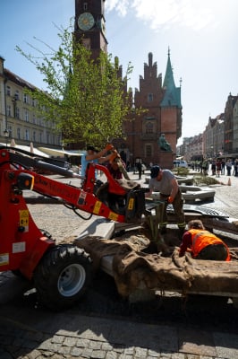 Drzewa wróciły na wrocławski rynek. W przyszłości ma być ich więcej [ZDJĘCIA] - 5