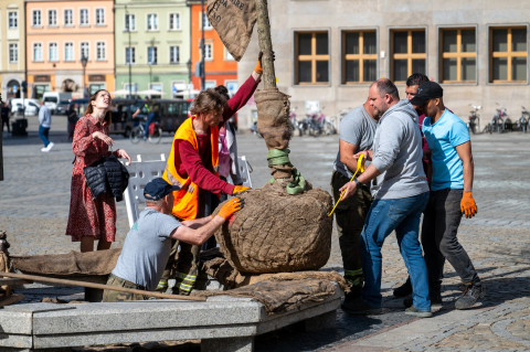 Drzewa wróciły na wrocławski rynek. W przyszłości ma być ich więcej [ZDJĘCIA] - 6
