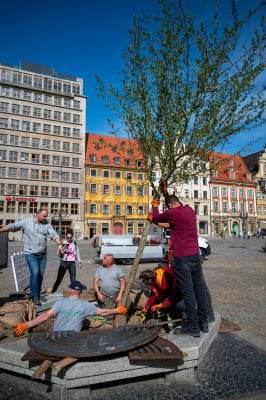 Drzewa wróciły na wrocławski rynek. W przyszłości ma być ich więcej [ZDJĘCIA] - 7