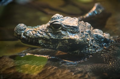 Apel pracownik&oacute;w ZOO Wrocław. "Każdy może czuć się ambasadorem"