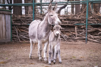 Małe tygrysy, zebry i lemury. W zoo trwa prawdziwa eksplozja narodzin