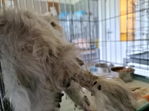 Rasowe kocury porzucone niedaleko wrocławskiego lotniska. Mogły być wykorzystywane w pseudohodowlach - 1