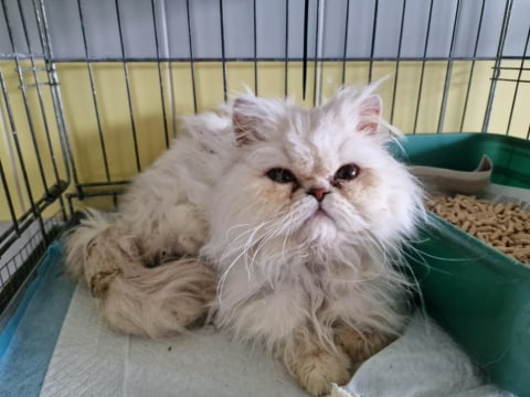 Rasowe kocury porzucone niedaleko wrocławskiego lotniska. Mogły być wykorzystywane w pseudohodowlach - 2