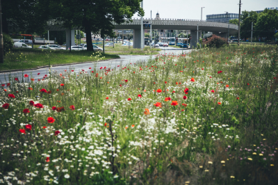 EKOszenie we Wrocławiu. Miasto pozostawia wysokie trawniki i naturalną roślinność