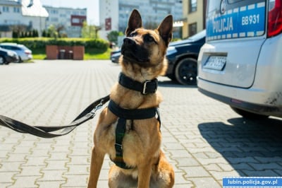 Policyjne psy czekają na opiekun&oacute;w. Psi przewodnicy poszukiwani, by patrolować miasto na "sześć łap"