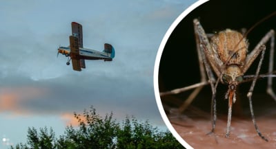 Opryski, monitoring oraz zarybianie. Wrocław walczy z komarami. Jakie są efekty tych działań?