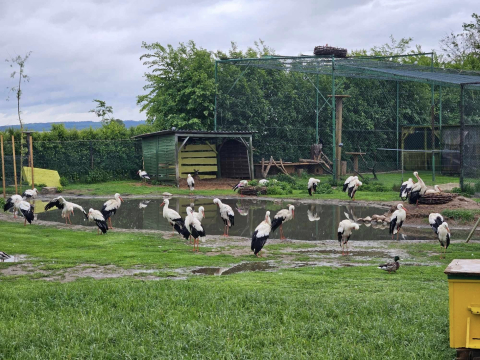Nietypowa interwencja strażaków. Uratowali bocianie jaja wyrzucone z gniazda - 2