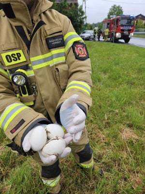 Nietypowa interwencja strażaków. Uratowali bocianie jaja wyrzucone z gniazda - 3