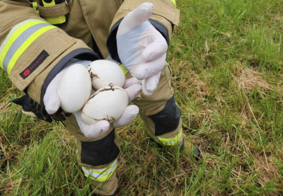 Nietypowa interwencja strażak&oacute;w. Uratowali bocianie jaja wyrzucone z gniazda