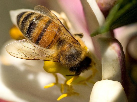 Pszczelarze odrabiają straty - Fot. Jon Sullivan/Wikipedia
