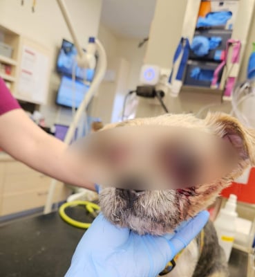 Zmasakrowanie psa na wrocławskim Grabiszynie. Zwierzę ma wybite oko, może stracić drugie. Policja poszukuje sprawcy - 0