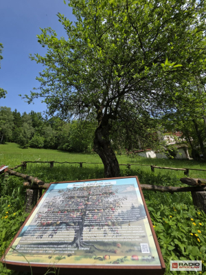 Jabłoń Perpetua z Kowalowej zostanie Drzewem Roku 2025? "Rośnie, rodzi owoce. Niejedno widziała" [ZDJĘCIA] - 2