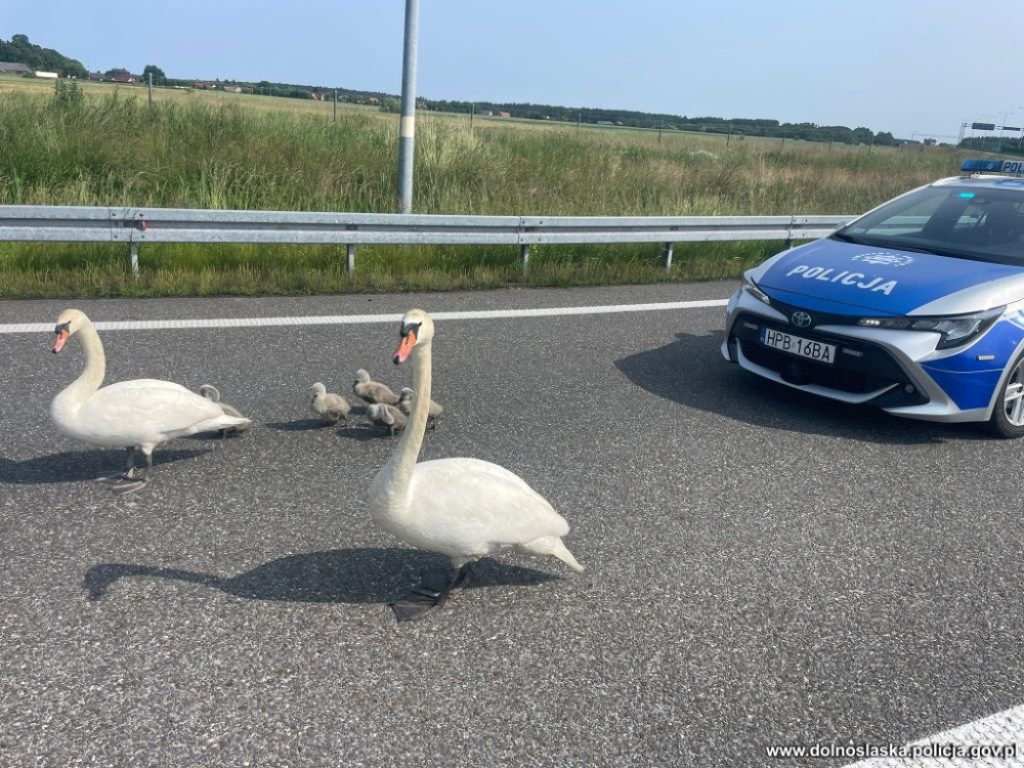 Ptasia rodzina na drodze ekspresowej. Policjanci zatrzymali ruch i pomogli łabędziom