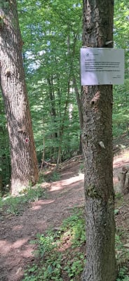 Rowerzyści je uwielbiają, nadleśnictwa stawiają veto. Trwa batalia o nielegalne single tracki w Złotoryi i Jaworze - 0