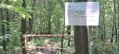 Rowerzyści je uwielbiają, nadleśnictwa stawiają veto. Trwa batalia o nielegalne single tracki w Złotoryi i Jaworze