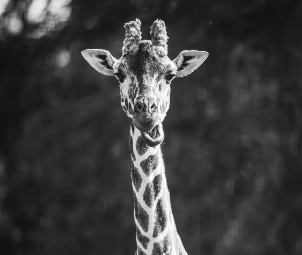 Nie żyje Nala, 18-letnia żyrafa z wrocławskiego zoo. Odeszła w wyniku komplikacji związanych z porodem - Tak wyglądała Nala, 18-letnia żyrafa z wrocławskiego zoo. Fot: Zoo Wrocław