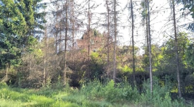 Martwe świerki na Ołtaszynie. Mieszkańcy boją się, że drzewa się przewr&oacute;cą