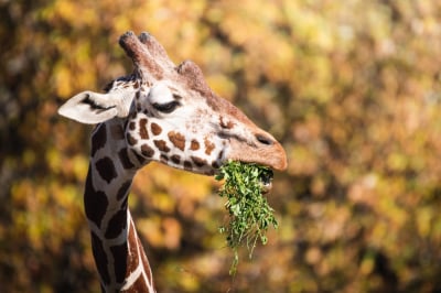 Wspomnienia, spotkania i wycieczka z... gangiem. ZOO Wrocław świętuje 160. urodziny