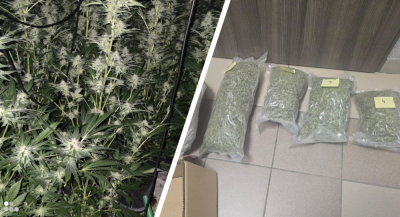 77-letnia Rosjanka przyznała się do produkcji marihuany. Na poddaszu miała prawie 20 kilogram&oacute;w!