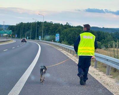 Jaworscy policjanci uratowali wycieńczonego psa. Zwierzę błąkało się na trasie S3
