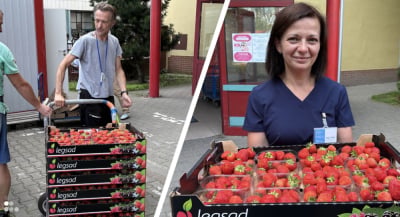 Tona truskawek dla pacjent&oacute;w z Wrocławia! Niecodzienny dar dla chorych na raka