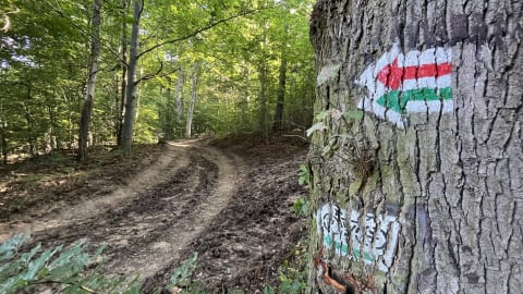 Zamiast cieszyć się przyrodą, toniemy w błocie po kolana! Tak wygląda Główny Szlak Sudecki! Zniszczył go ciężki sprzęt od wycinki - 0