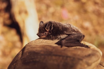 "Doznajemy kryzysu bior&oacute;żnorodności". Wrocław chroni ptaki i nietoperze m.in poprzez specjalne zarządzenie