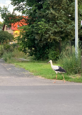 Uwaga, bociany! Dla mieszkańców Twardocic są jak rodzina. Będzie specjalny znak? - 0