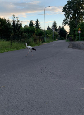 Uwaga, bociany! Dla mieszkańców Twardocic są jak rodzina. Będzie specjalny znak? - 1